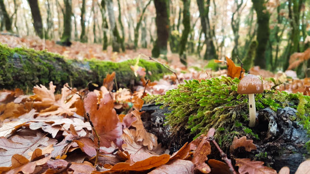 istock mushroom leaves autumn, oak tree, forest fog 878091114