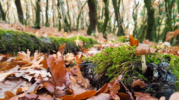 istock mushroom leaves autumn, oak tree, forest fog 878091142