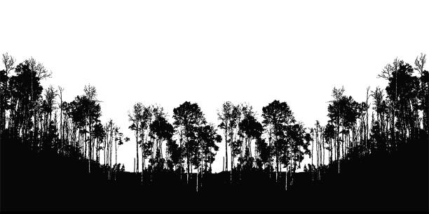 drzewa i dolina - birch tree birch forest tree stock illustrations
