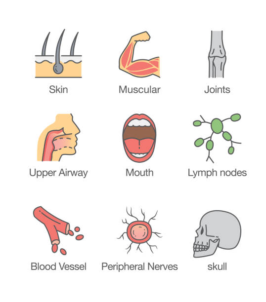 illustrazioni stock, clip art, cartoni animati e icone di tendenza di parte del corpo umano e icona interna. - lymph node