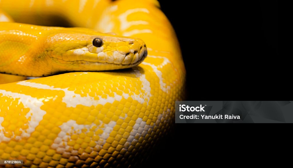 Snake Python Background Python Snake Black Background Stock Photo - Download Image Now - Animal ...