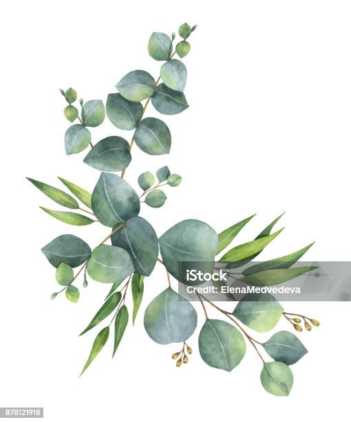 녹색 유 칼 리 나무와 화 환 수채화 벡터 나뭇잎과 가지 꽃-식물에 대한 스톡 벡터 아트 및 기타 이미지 - 꽃-식물, 수채화, 유칼립투스