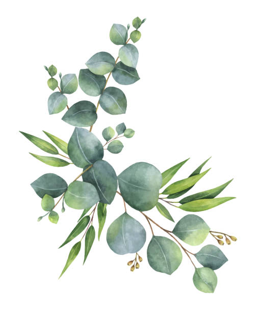 ilustrações, clipart, desenhos animados e ícones de grinalda de vetor em aquarela com ramos e folhas de eucalipto verde. - spring flower tree decoration