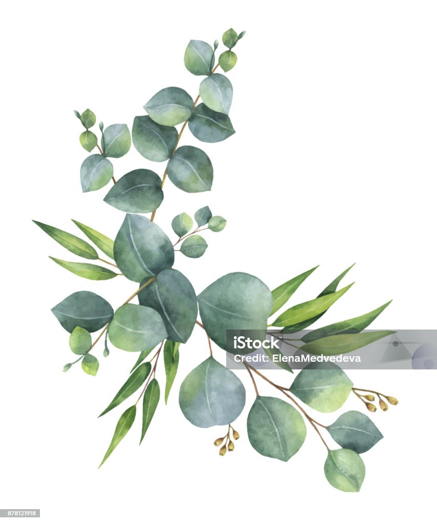 Watercolor vector wreath with green eucalyptus leaves and branches. Watercolor vector wreath with green eucalyptus leaves and branches. Spring or summer flowers for invitation, wedding or greeting cards. Flower stock vector