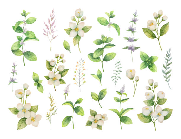 허브와 향신료의 손으로 그린 벡터 수채화 세트. - white background plant flower herb stock illustrations