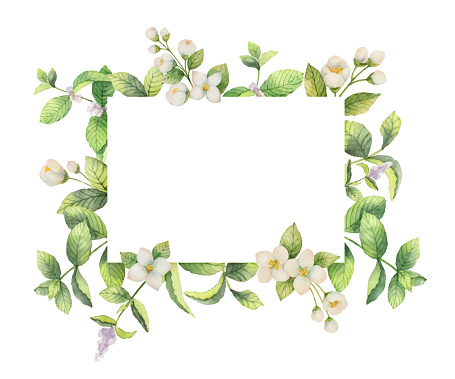 Watercolor vector frame of Jasmine and mint branches isolated on white background. Floral illustration for design greeting cards, wedding invitations, natural cosmetics, packaging and tea.