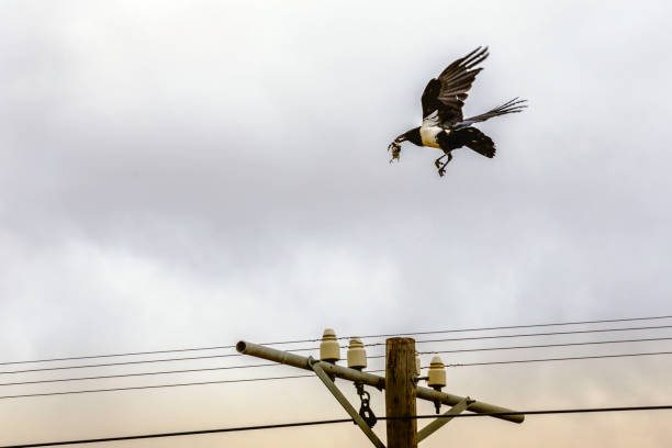 istock Pied crow with food in his beak (Corvus albus) 878127482