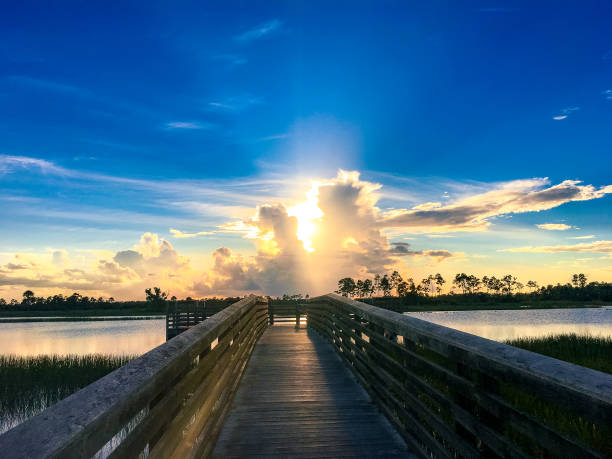 looking through a wooden fence at the Everglades stock photo