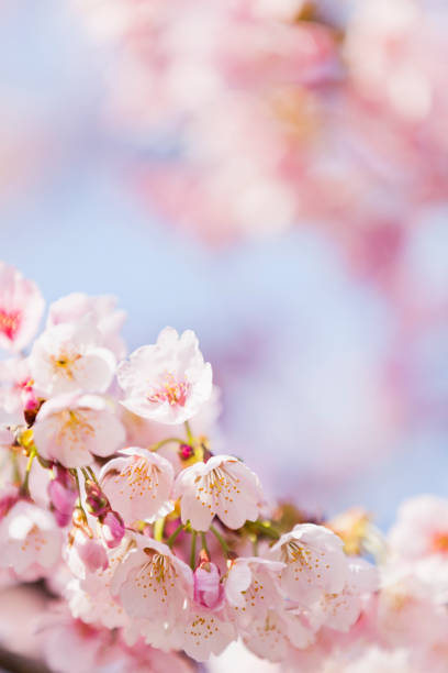 istock Close Up Of Cherry Blossoms 878127876