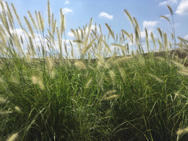 istock wispy feather-top grass - Pennisetum Villosum 878134266
