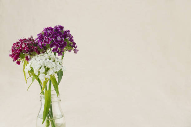 Colorful sweet william flowers bouquet Colorful sweet william flowers bouquet in vase with copy space dianthus barbatus stock pictures, royalty-free photos & images