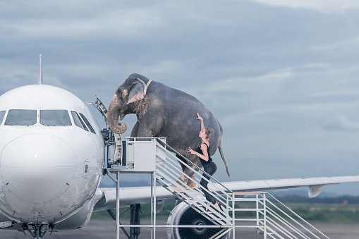 Woman loading elephant on board of plane. Concept of baggage overweight or travel with domestic pets