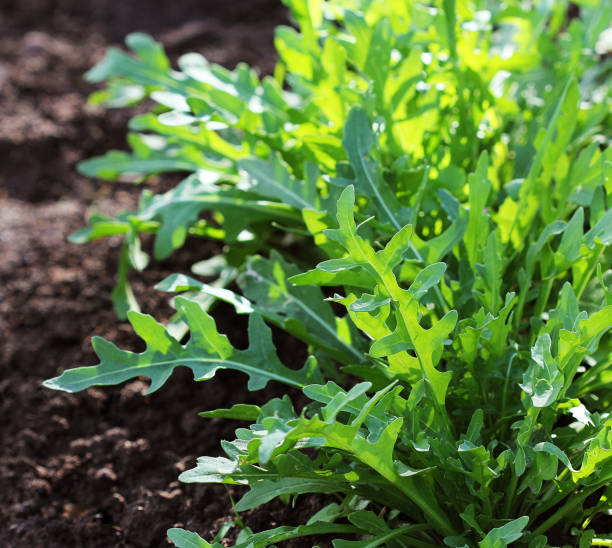 istock Arugula plant growing in organic vegetable garden. 878138054