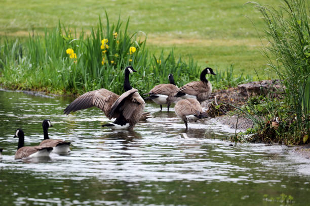 istock Canadian geese (Branta canadensis) in a lake 878144142