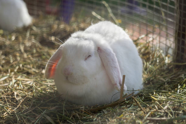 istock Beauty baby white rabbit 878146614
