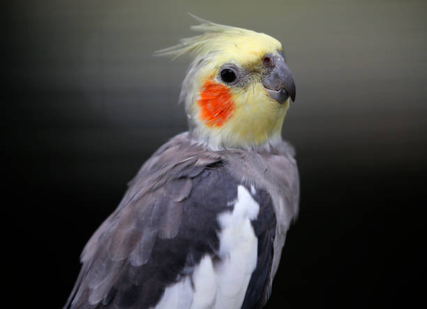 istock Small bird in Kuala Lumpur Bird Park, Malaysia. 878155280