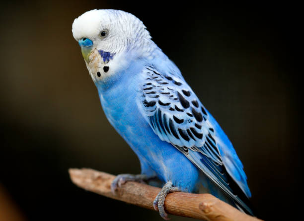 istock Blue bird in Kuala Lumpur Bird Park, Malaysia. 878155284