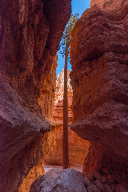 istock Wall Street, Bryce Canyon National Park 878163760
