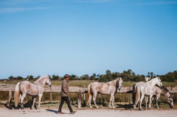 kowboj walking past horses w gospodarstwie - cowboy horseback riding nature blue zdjęcia i obrazy z banku zdjęć