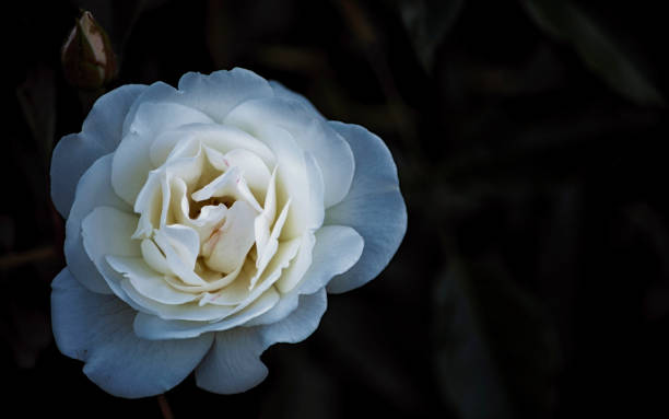 istock A white rose flower on a dark background. 878169106