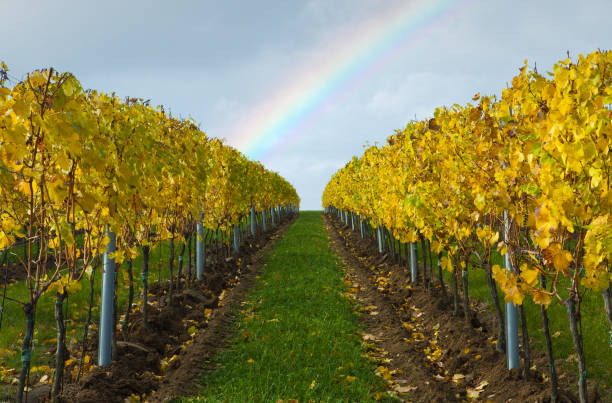 Picture of vineyard in autumn and rainbow