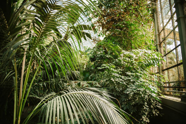 istock tropical garden with palms 878173308