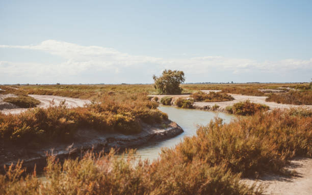 Wild Horses in Camargue
