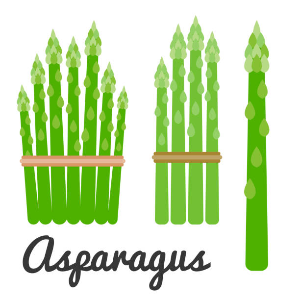 ilustraciones, imágenes clip art, dibujos animados e iconos de stock de conjunto de vector de conjunto de iconos de vegetales, espárragos - asparagus