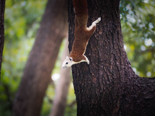 istock The little squirrel are interested in something. 878180302