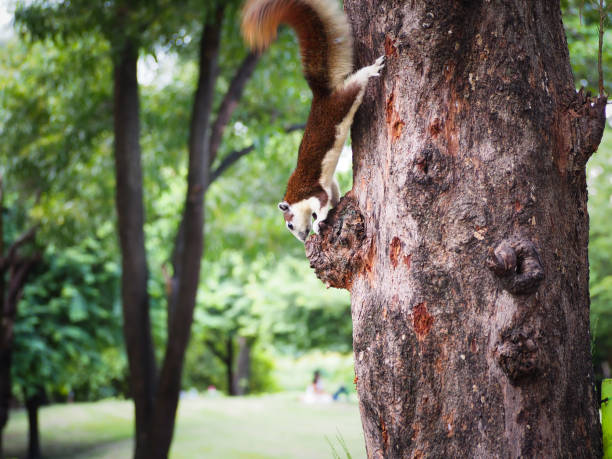 istock The little squirrel are interested in something. 878180394