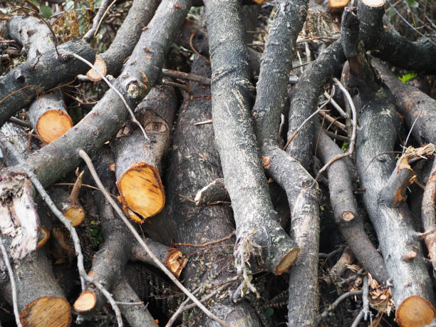 istock abstract branch of wood on the ground. 878181264