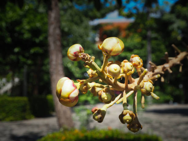 istock Close up beautiful pink flower from Cannon ball or Sala Lanka tree (Couroupita guianensis) 878181690