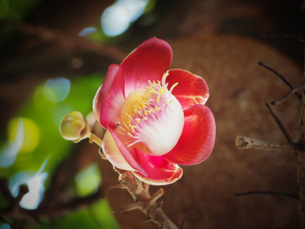 Close up beautiful pink flower from Cannon ball or Sala Lanka tree (Couroupita guianensis)