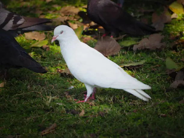 Photo of Beautiful of white dove that walking on the ground.