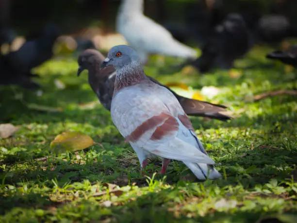 Photo of Beautiful of white dove that walking on the ground.