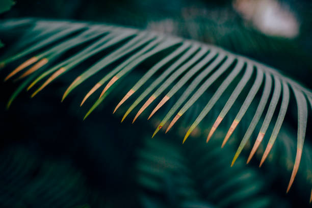 istock yellow green fern leaf on natural background 878188646