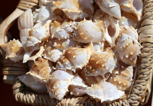 istock tropical and exotic shells in baskets for sale at a souvenir sho 878189706