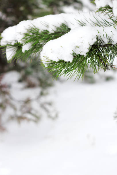 istock Spruce branch with frost, winter, macro shot . 878195670