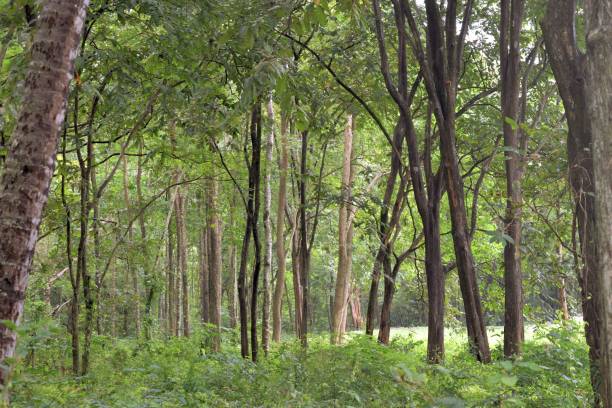 istock Tropical forest in Thailand 878195770