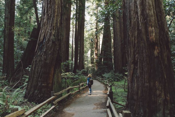 istock Woman Standing Amidst Trees At Forest 878200266