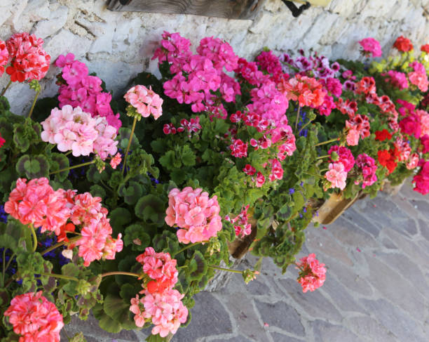 istock house decorated with so many geraniums in a row 878204822