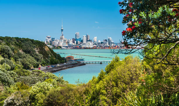 Auckland through Pohutukawa tree.