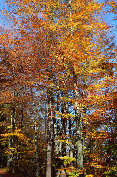 istock background autumn trees and beech trees with colorful leaves wit 878208026