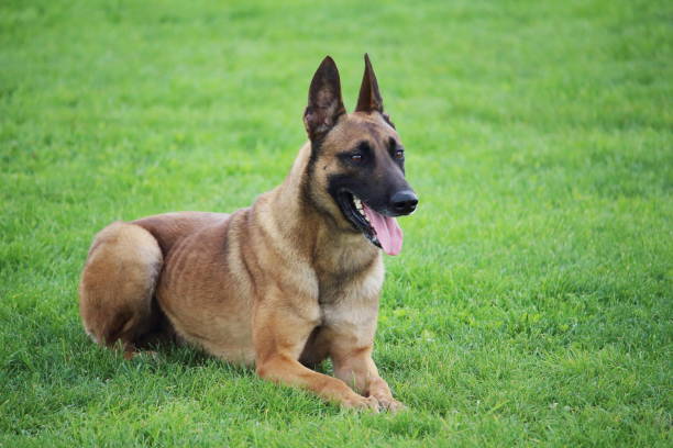 istock a Belgian Malinois shepherd dog lying in the grass he exercises the step move 878208028
