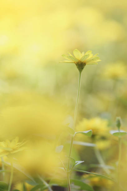 Closeup of yellow flower and green leaf under sunlight with copy space using as background natural plants landscape, ecology wallpaper concept.