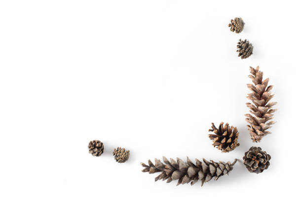 istock Corner frame made of cones various coniferous trees isolated on white, view from above. Free copy space. 878219688