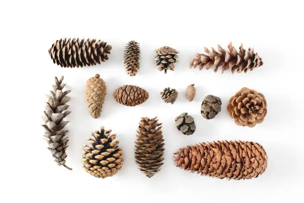 Photo of Big set of cones various coniferous trees isolated on white, view from above.
