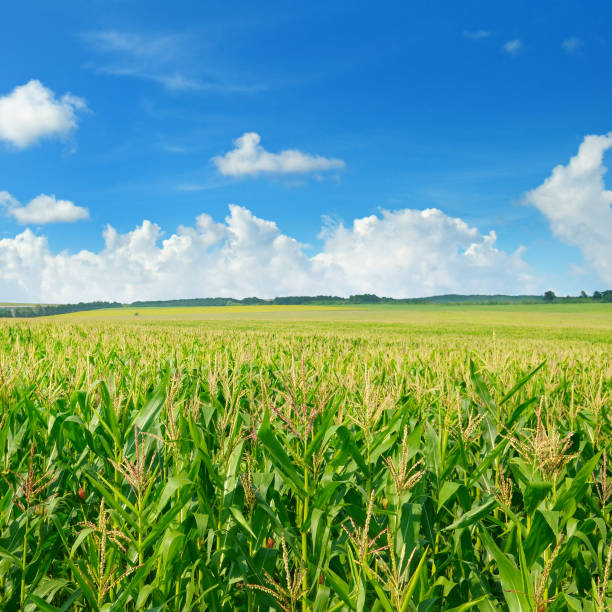 istock Green corn field and blue sky. Agricultural landscape. 878221266