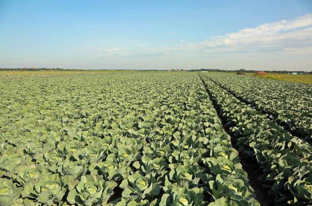 istock cabbages in a wide field with sandy soil in summer 878221436