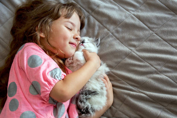 chica feliz abrazando a su gatito persa. - domestic cat child little girls kitten fotografías e imágenes de stock